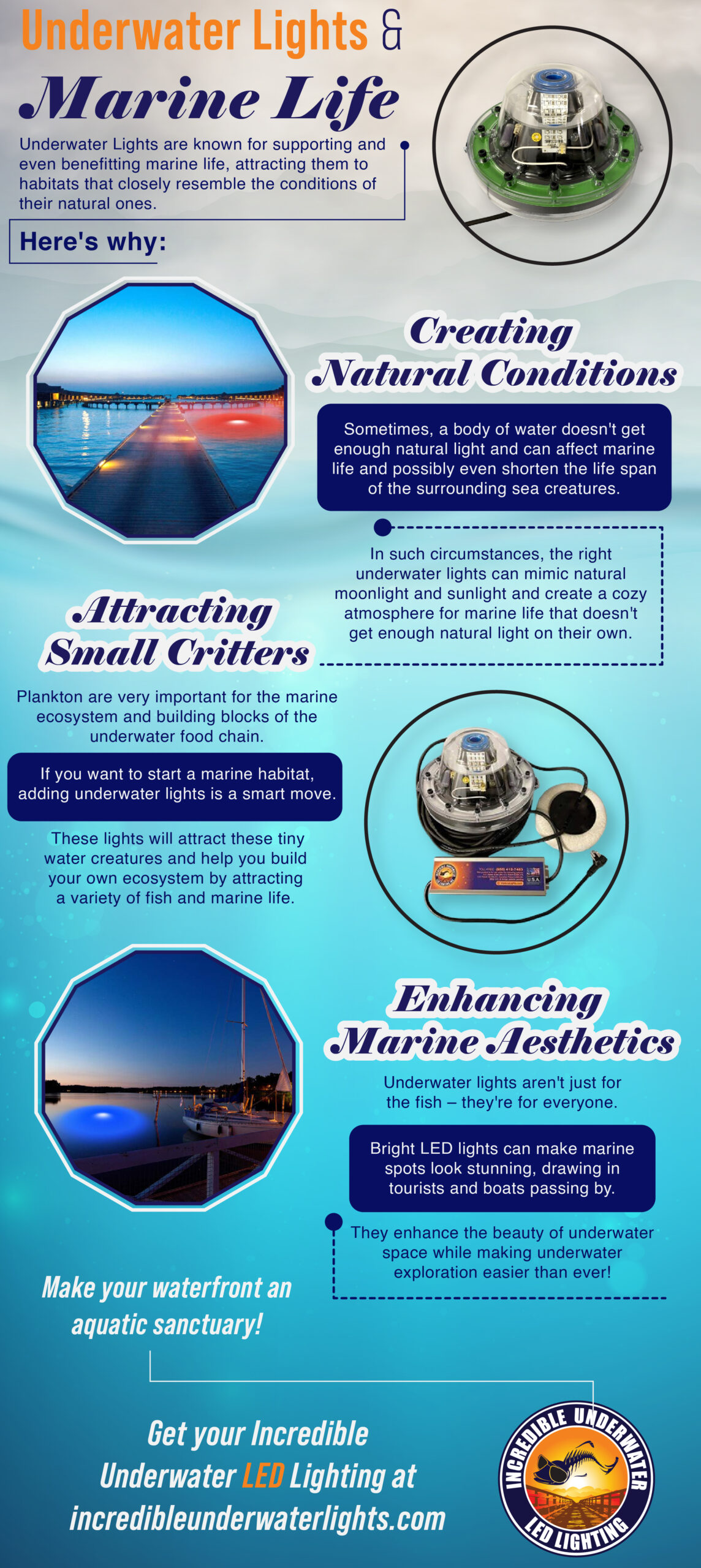 Underwater Lights and Marine Life - Infograph