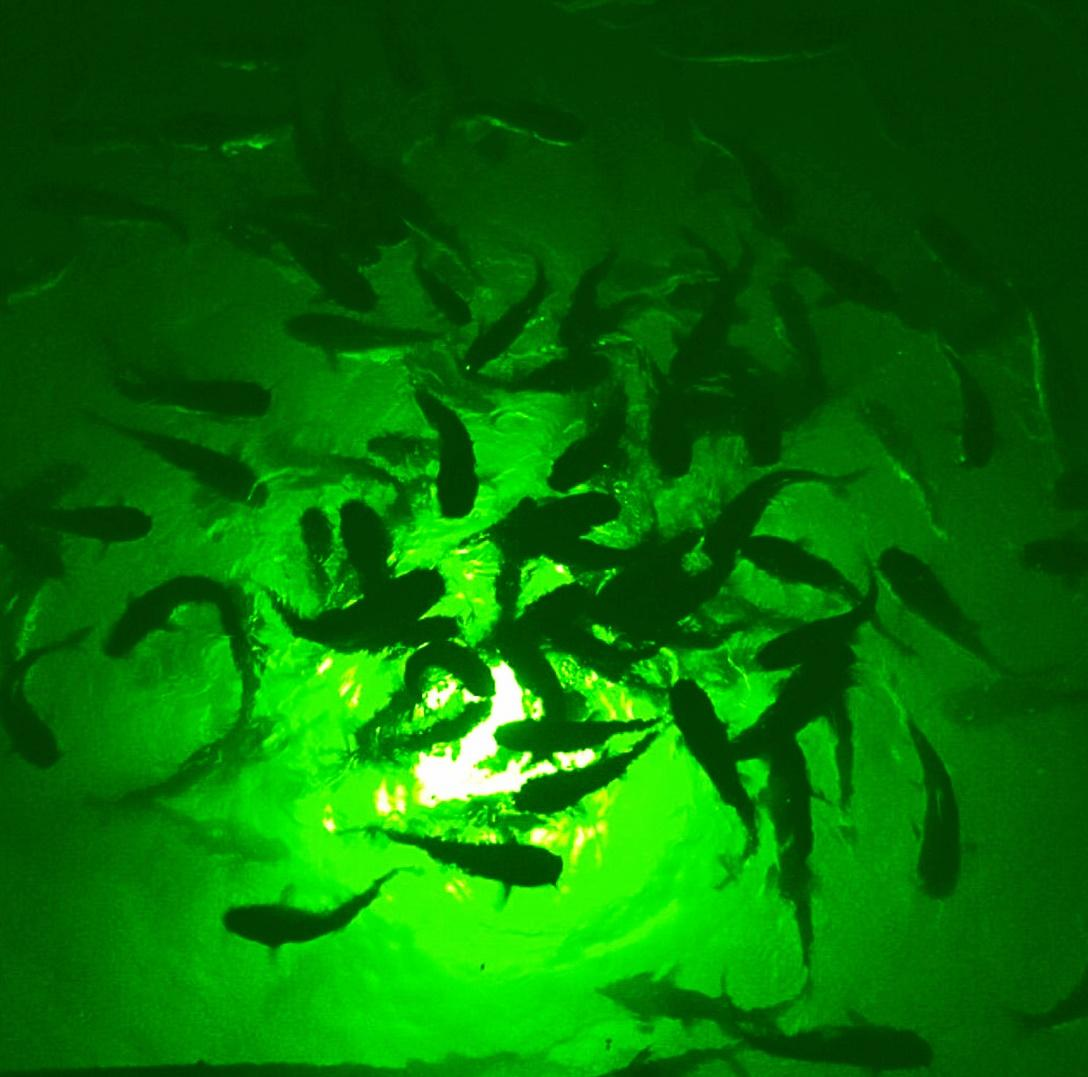 green LED dock fishing light