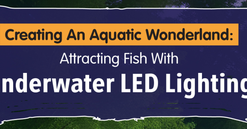 Creating an Aquatic Wonderland Attracting Fish with LED Lighting