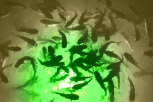 Green/White MLH